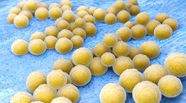 Τι είναι ο χρυσίζων σταφυλόκοκκος που οδήγησε στον θάνατο τον ψυχολόγο Δημήτρη Σκούρα