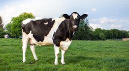 Γιατί όλο και περισσότεροι άνθρωποι γίνονται αλλεργικοί στο κρέας