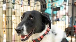 Παγκόσμια Ημέρα των Ζώων | Τα Pet City διοργάνωσαν την πρώτη Ημέρα Υιοθεσίας για αδέσποτα σκυλάκια