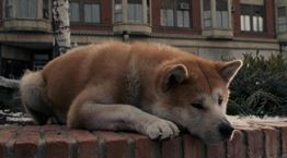 Χάτσικο: Ο σκύλος που έγινε σύμβολο της απόλυτης αφοσίωσης