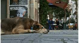 Αδέσποτες βόλτες με τους άγνωστους Αθηναίους