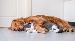 Τι όνειρα βλέπουν οι γάτες και οι σκύλοι και πόσο μοιάζουν με των ανθρώπων