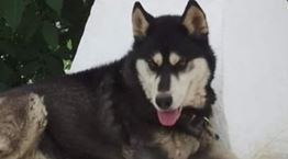 Θέμα ωρών οι ανακοινώσεις για τον θάνατο του Όλιβερ στην Αράχωβα