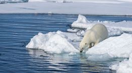 Ο Αρκτικός Ωκεανός μόλις μολύνθηκε από χλαμύδια
