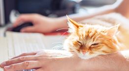 Τι δείχνει νέα έρευνα για τη μετάδοση του κορονοϊού στα κατοικίδια