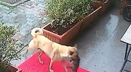 Σκυλίτσα μετέφερε το ετοιμοθάνατο κουτάβι της σε κτηνιατρείο για να το σώσουν (video)