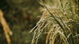 O υδατάνθρακας που δεν χρειάζεται να αποφεύγεις να τρως