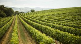 Οι experts του κρασιού λατρεύουν αυτή την περιοχή της Ιταλίας