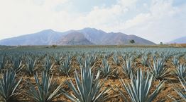 Τελειώνει όντως η τεκίλα στον πλανήτη;