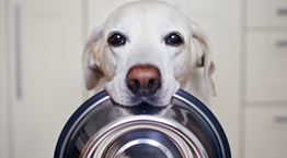 Τελικά, πόσες φορές την ημέρα πρέπει να ταΐζεις τον σκύλο σου;