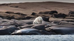 50 χρόνια ήταν αρκετά για να εξαφανιστούν τα 2/3 των άγριων ζώων