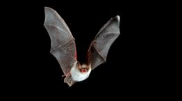 Η γέννηση και η εξάπλωση των ιών