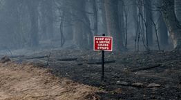 Τα δέντρα του πλανήτη κάνουν ό,τι μπορούν