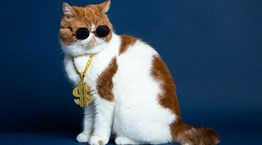 Τα πλουσιότερα και πιο επιδραστικά κατοικίδια ζώα στον κόσμο