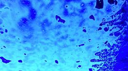 Σε άλλα νέα, μόλις ανακαλύψαμε 5.000 νέους θαλάσσιους ιούς