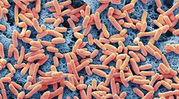 Βακτήρια παράγουν ενέργεια, το διαβάσαμε κι αυτό