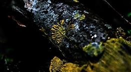 Ένα μανιτάρι έλυσε το πρόβλημα της Ιαπωνίας