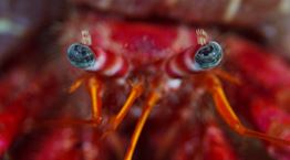 Αυτό το μικρό πλάσμα έχει γίνει ο νέος σταρ του διαδικτύου