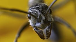 Επιστήμονες ανακάλυψαν μυρμήγκια που ίσως αλλάξουν το μέλλον της ιατρικής