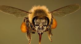 Οι μέλισσες που εκπαιδεύονται για να βρίσκουν τον κορονοϊό