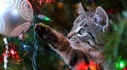 Μερικές ιδέες για να σώσεις το χριστουγεννιάτικό σου δέντρο από τη γάτα σου