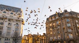 Η πανδημία άλλαξε ρεπερτόριο στα πτηνά, στην κυριολεξία