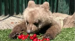Ο Θωμάς, το ορφανό αρκουδάκι του Αρκτούρου λατρεύει τα κεράσια
