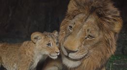 Τι λένε οι κριτικές για την ταινία Mufasa: The Lion King