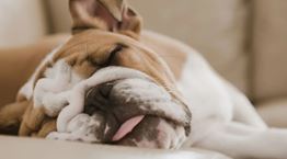 8 ράτσες σκύλων που λατρεύουν τον ύπνο