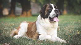 5 ράτσες σκύλων που ζουν για λιγότερα χρόνια