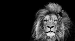 Μερικοί άντρες πιστεύουν πως μπορούν να κερδίσουν (!) ένα λιοντάρι