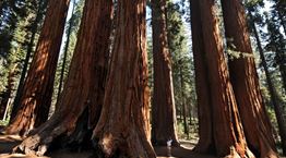 Το ψηλότερο δέντρο στον κόσμο δε δέχεται επισκέπτες