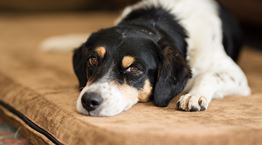 Μία αινιγματική ασθένεια προσβάλλει τους σκύλους στις ΗΠΑ