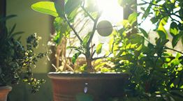 Τα φυτά στρεσάρονται, και δεν κάνουμε πλάκα