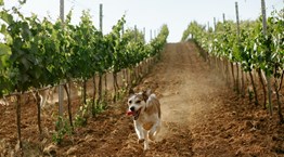 Απόδραση στις οινικές διαδρομές της Μαντινείας