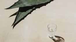 Η αγαύη επαναστάτησε