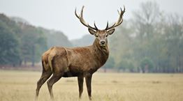 Ένα ελάφι τρέχει στη θάλασσα είναι ό,τι πιο όμορφο είδαμε τελευταία
