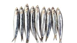 Τα κορυφαία εστιατόρια για ψάρι και θαλασσινά στην Αθήνα