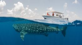 Απελευθερώνοντας τον μεγαλύτερο καρχαρία του πλανήτη