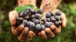 Η κλιματική αλλαγή απειλεί κάποια από τα καλύτερα κρασιά του κόσμου