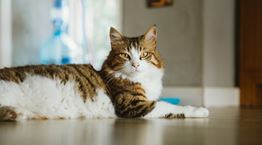 Ιάπωνες έφτιαξαν εφαρμογή που εντοπίζει αν πονάει μία γάτα