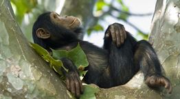 Πίθηκοι χρησιμοποιούν sex toys- εκπλήσσεται κανείς;