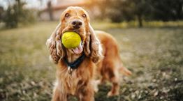 Έτσι θα καταλάβεις αν ο σκύλος σου είναι ιδιοφυΐα