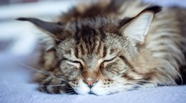 Οι πιο δημοφιλείς γάτες στο ίντερνετ