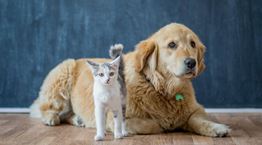 Παγκόσμια Ημέρα Αδέσποτων Ζώων: 6 αδέσποτες ιστορίες