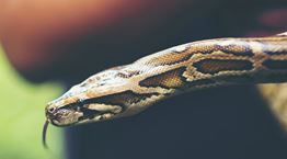 Κι όμως, στο μέλλον θα τρώμε φίδια