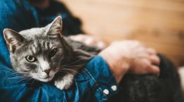 Οι cat lovers δικαιώνονται, οι γάτες είναι τα καλύτερα αγχολυτικά