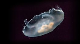 Το μυστικό της μακροζωίας μπορεί να βρίσκεται στις μέδουσες