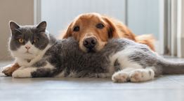 Σταματώντας τον πόλεμο ανάμεσα στον σκύλο και τη γάτα σου