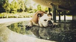 Προστατεύοντας τον σκύλο σου από τον καύσωνα